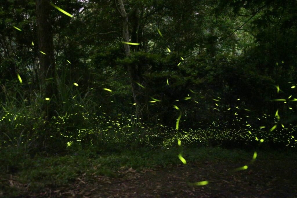 麒麟山露營區｜南庄超大片草地，團露首選